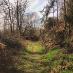 frühling1